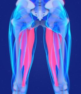 adductor, inner thigh muscles
